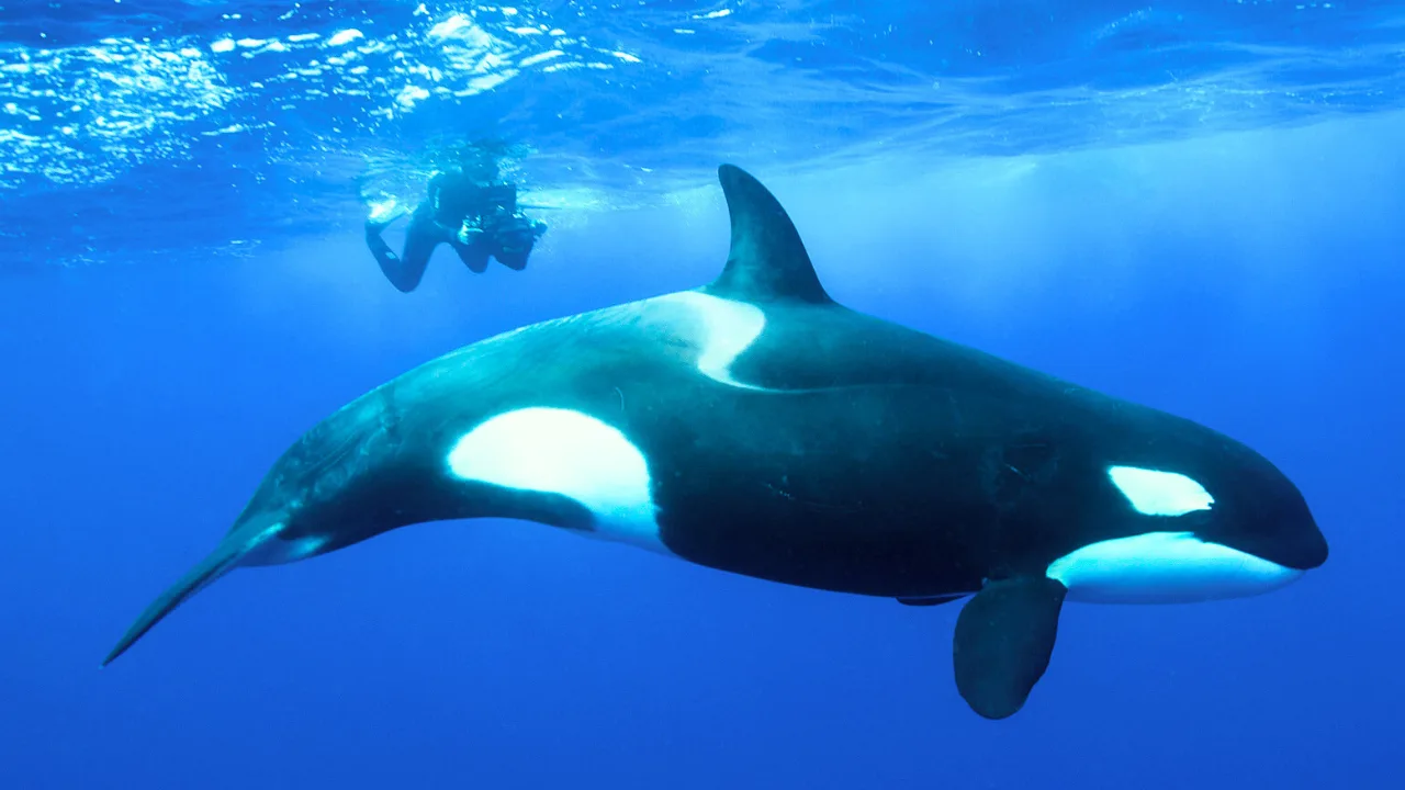 donde-se-ven-las-ballenas-en-puerto-rico-que-saber-antes-de-que-acabe-la-temporada