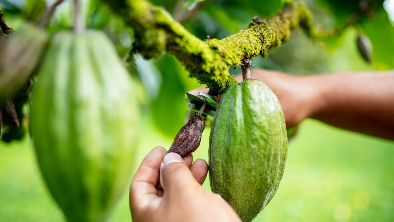 siembra-cacao-puerto-rico
