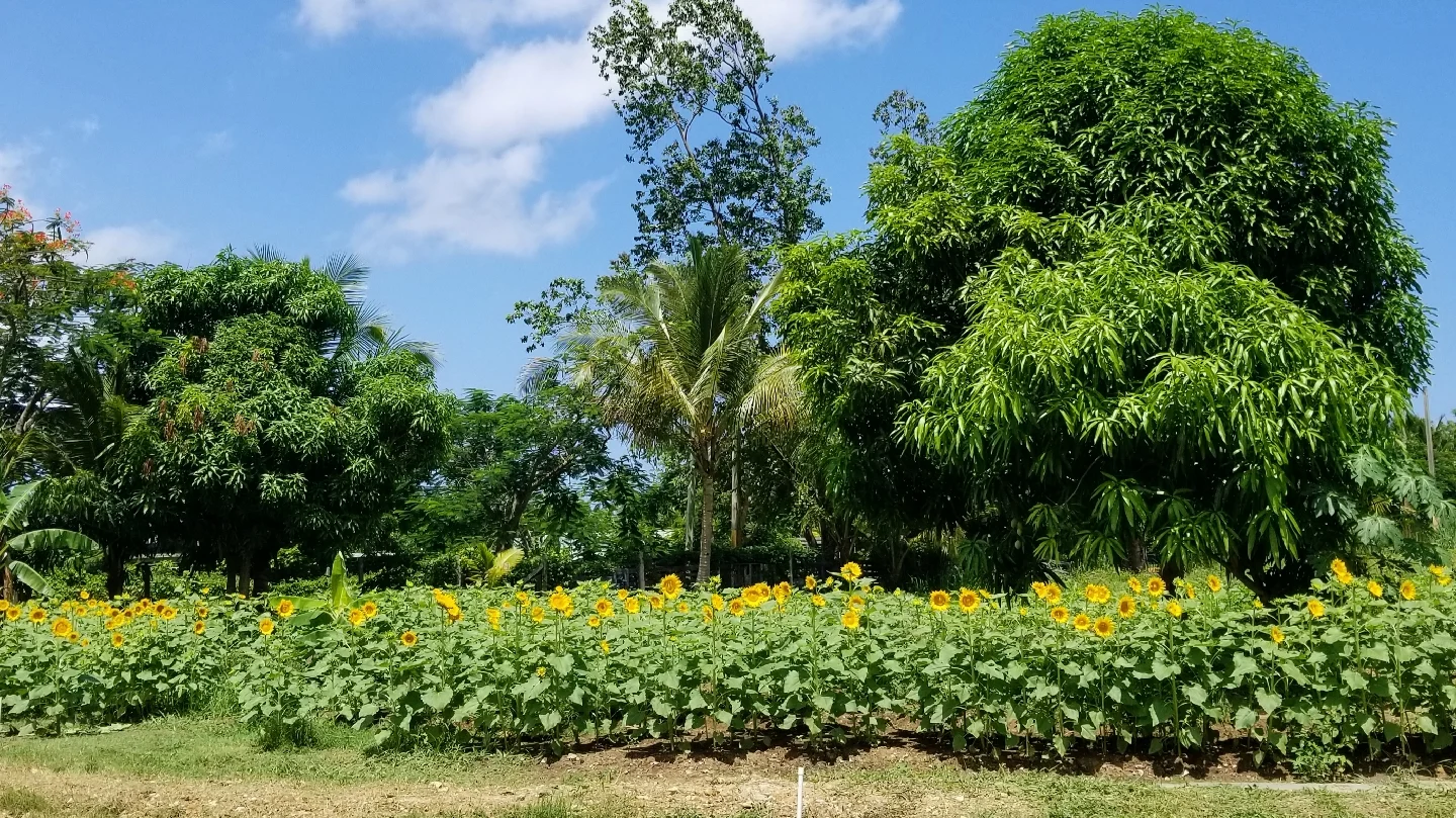 Finca Girasolero en Carolina