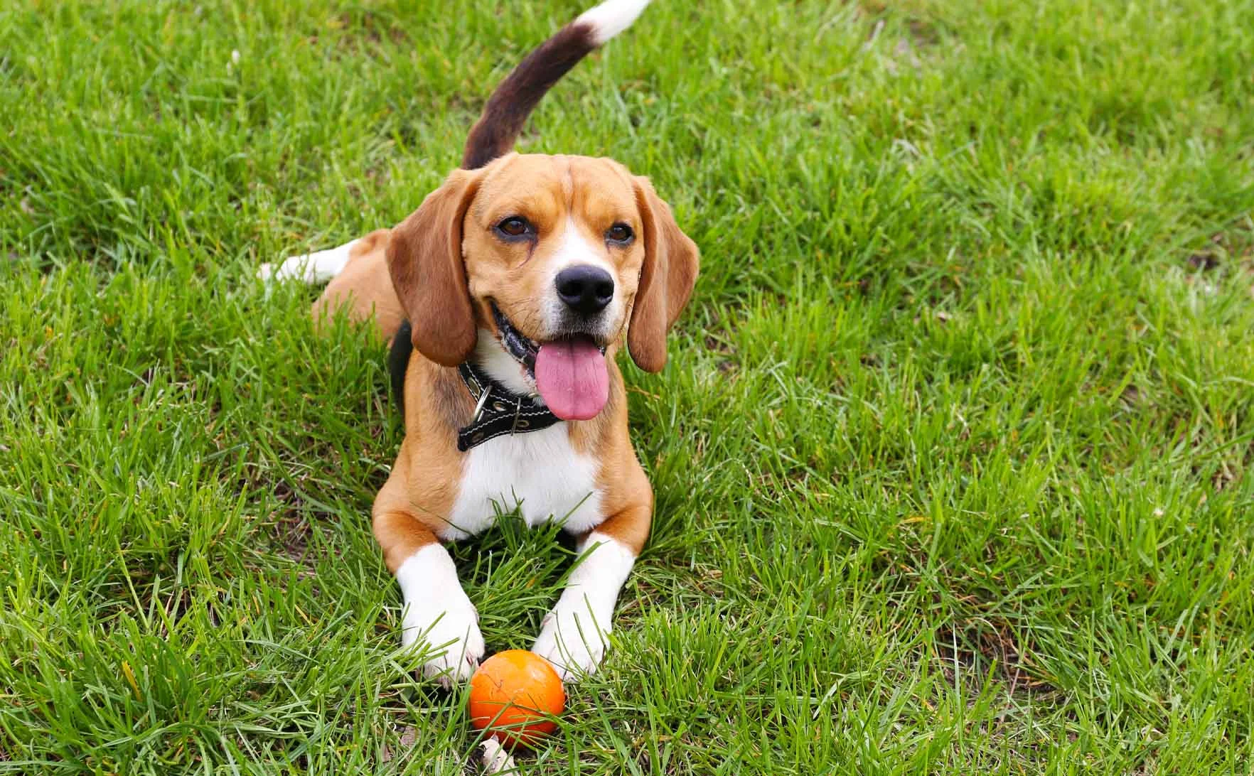 Dog_Park_1_37418f192b.jpg