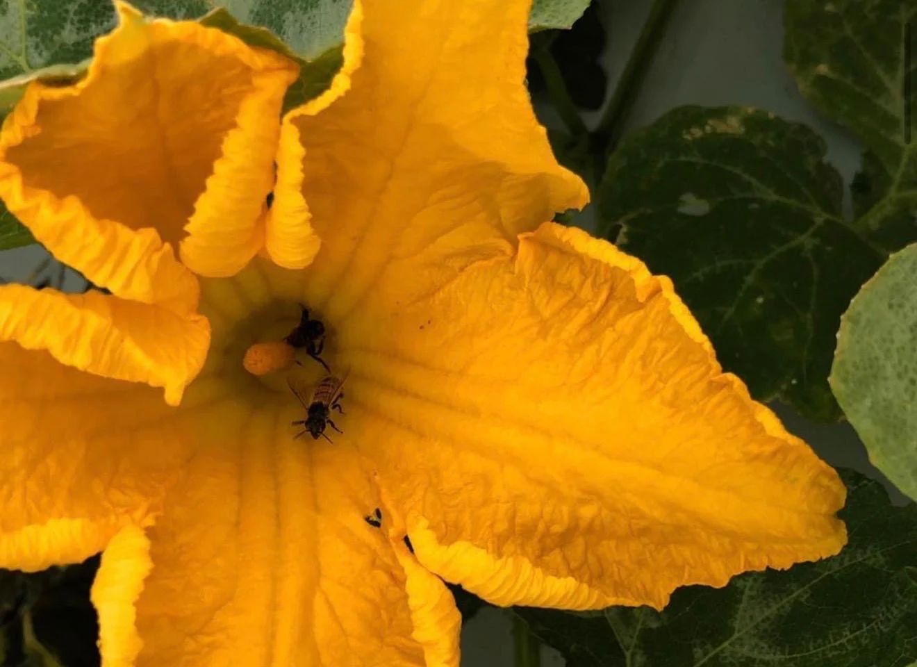 flor-calabaza.jpeg
