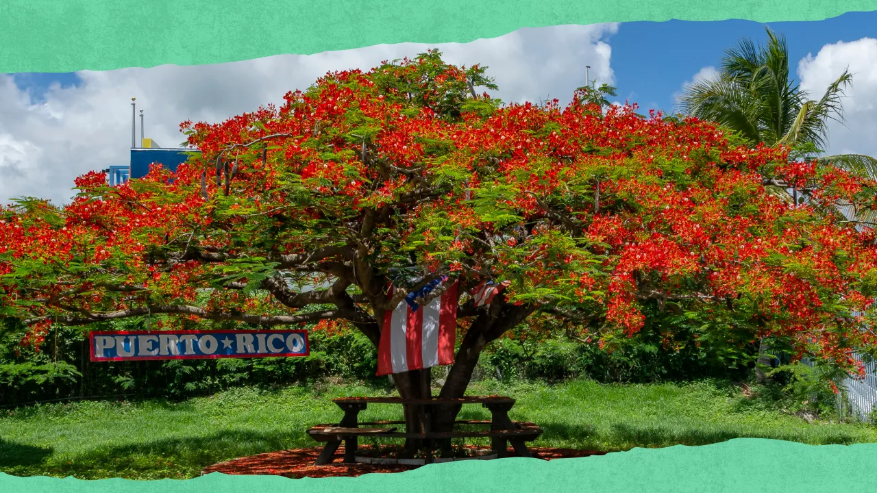 cosas-que-hacer-en-puerto-rico