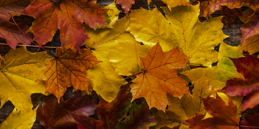 Efterårsblade