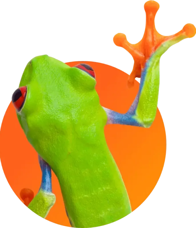 tree frog