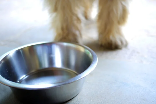 Cómo limpiar e higienizar los platos de las mascotas