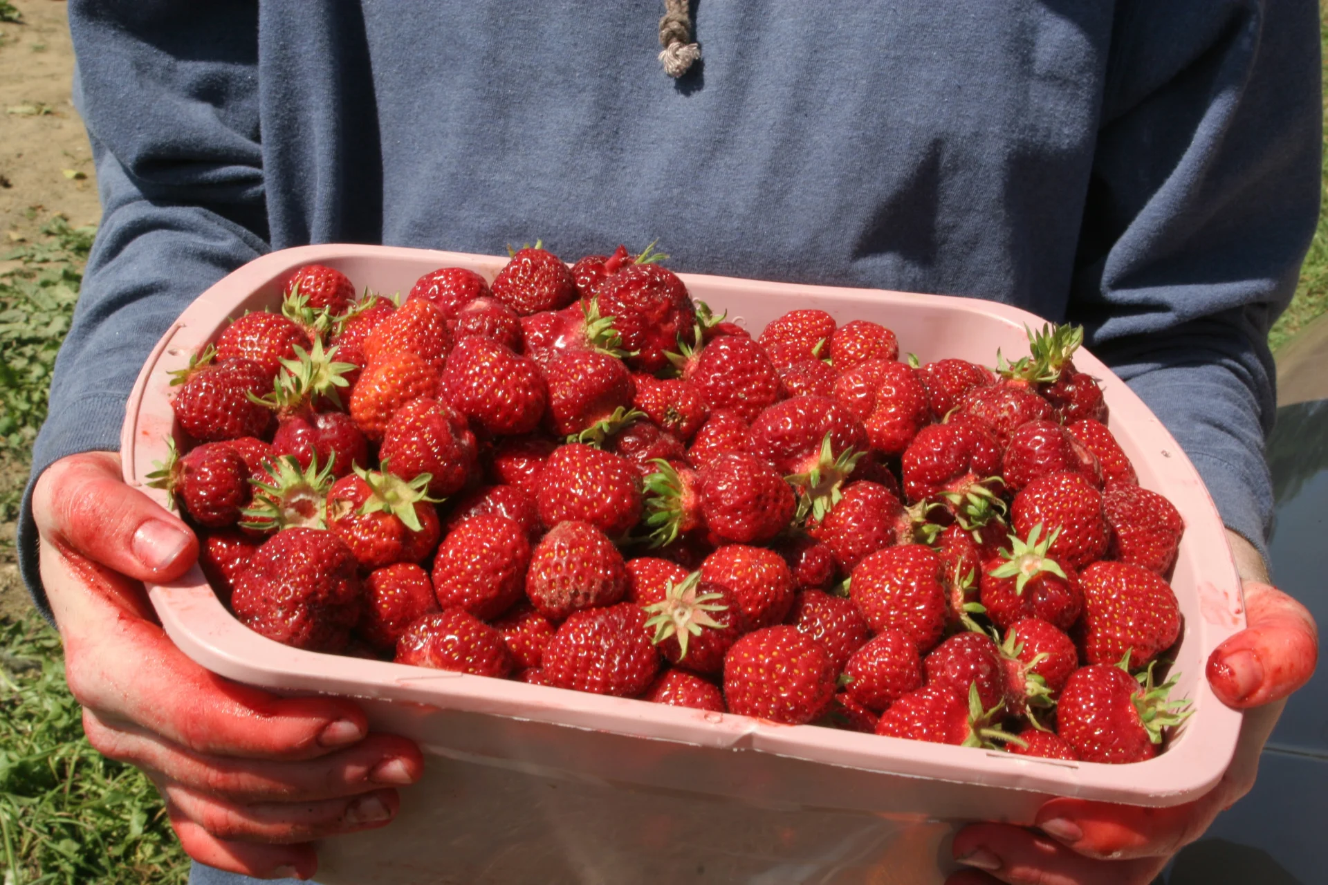 how-to-get-strawberry-stains-out-of-clothes-clorox