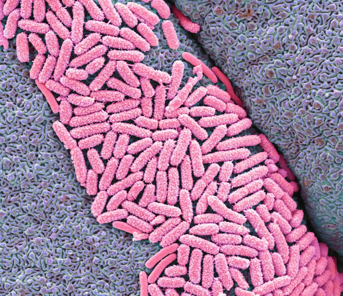 Does Bleach Kill E. Coli on Surfaces? Clorox®