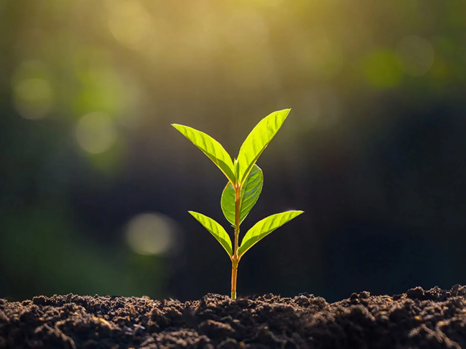 planta joven creciendo en la tierra