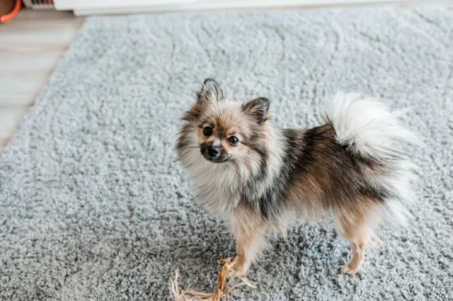 Can You Use Bleach on Carpet to Remove Urine Stains?