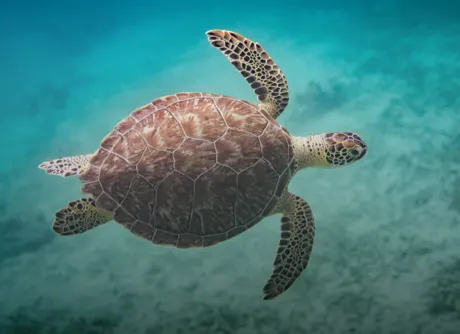 tortuga marina gigante