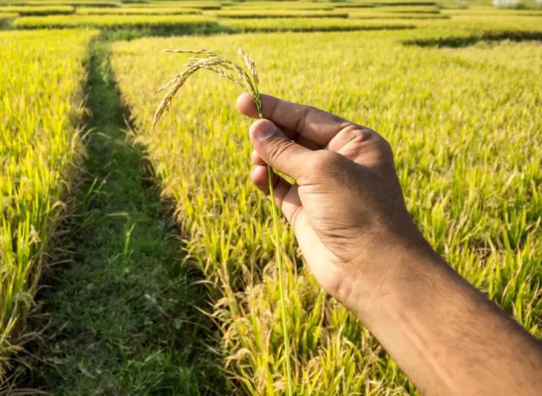 un campo de arroz