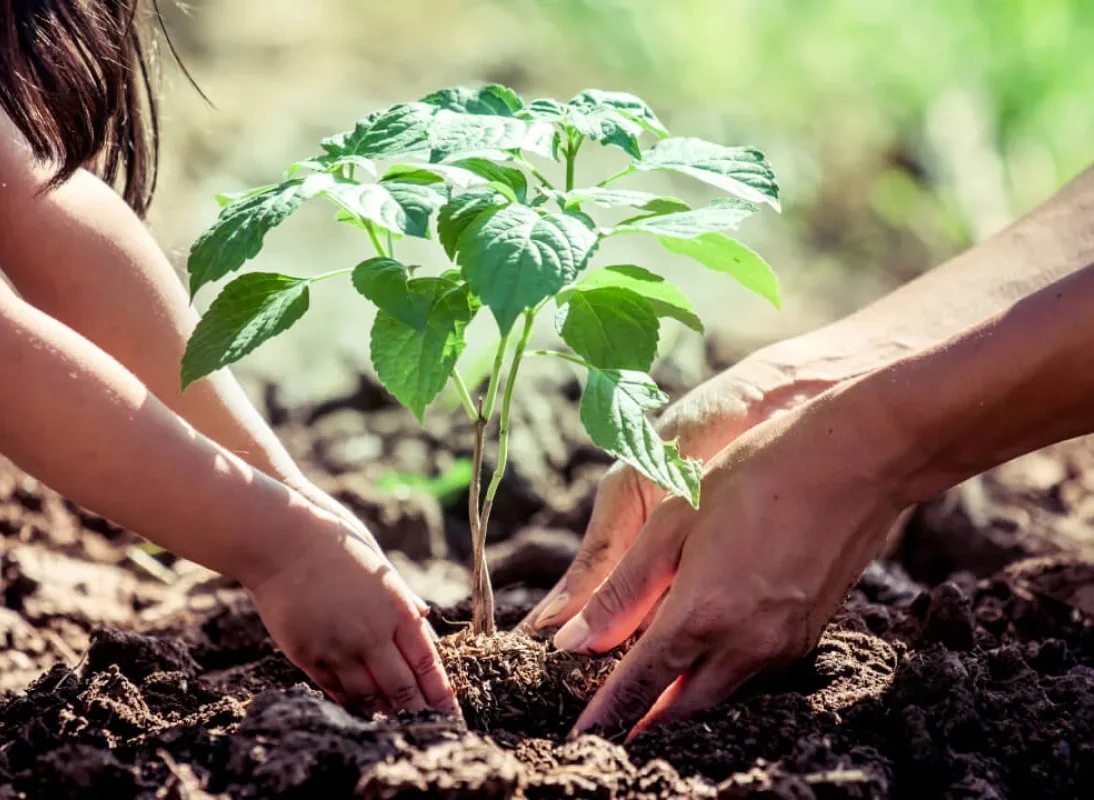 two people planting