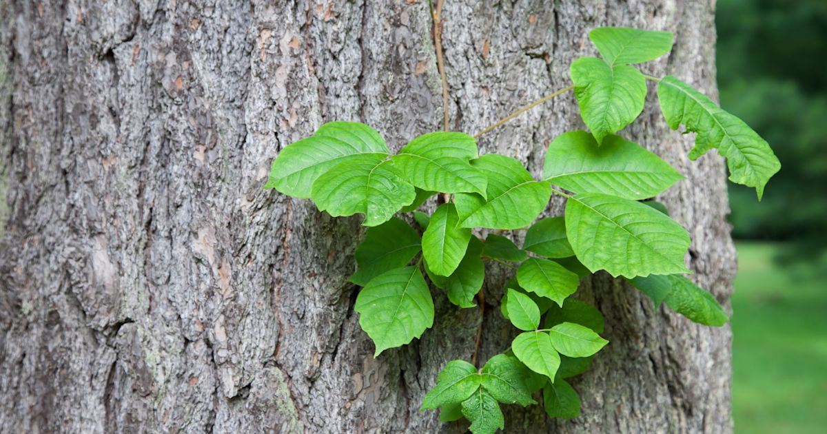 How to Clean Poison Ivy Off Surfaces | Clorox™