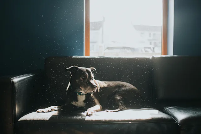 A black and white dog lying on a black leather couch in a sunlit room with dust particles visible in the air.