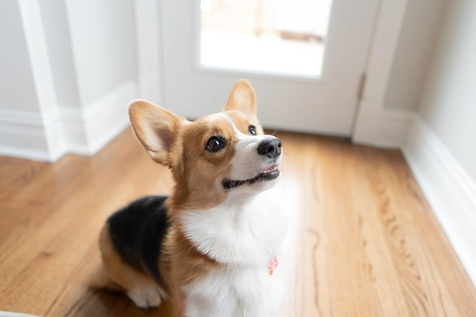 How to Remove Urine Stains and Pet Hair from Floors Clorox®