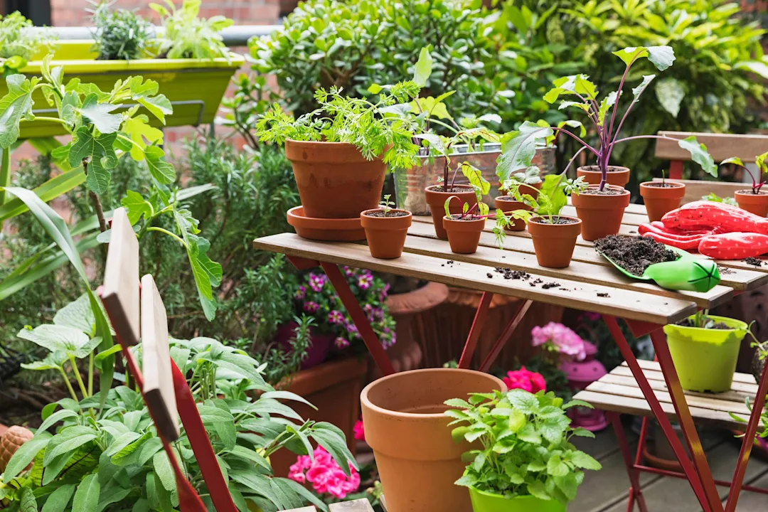 Refresh the Outdoors: Diluted Bleach for Plants | Clorox™