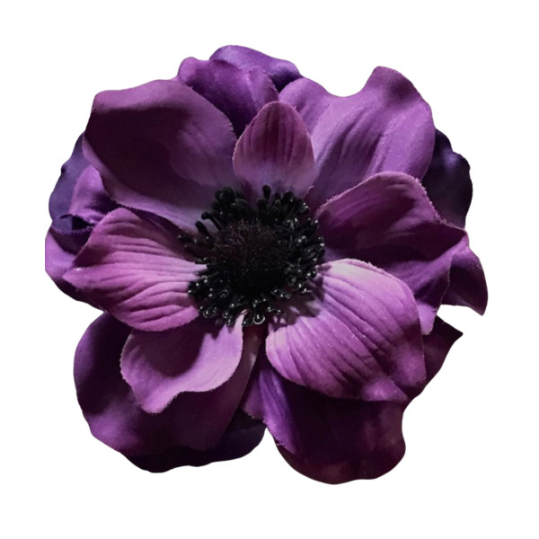 dark purple anemone flower