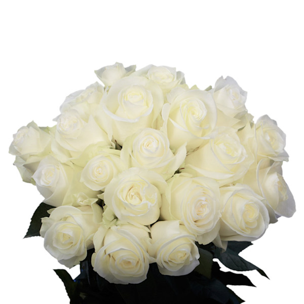 White Roses Planet GlobalRose - White Roses | Story + Rain