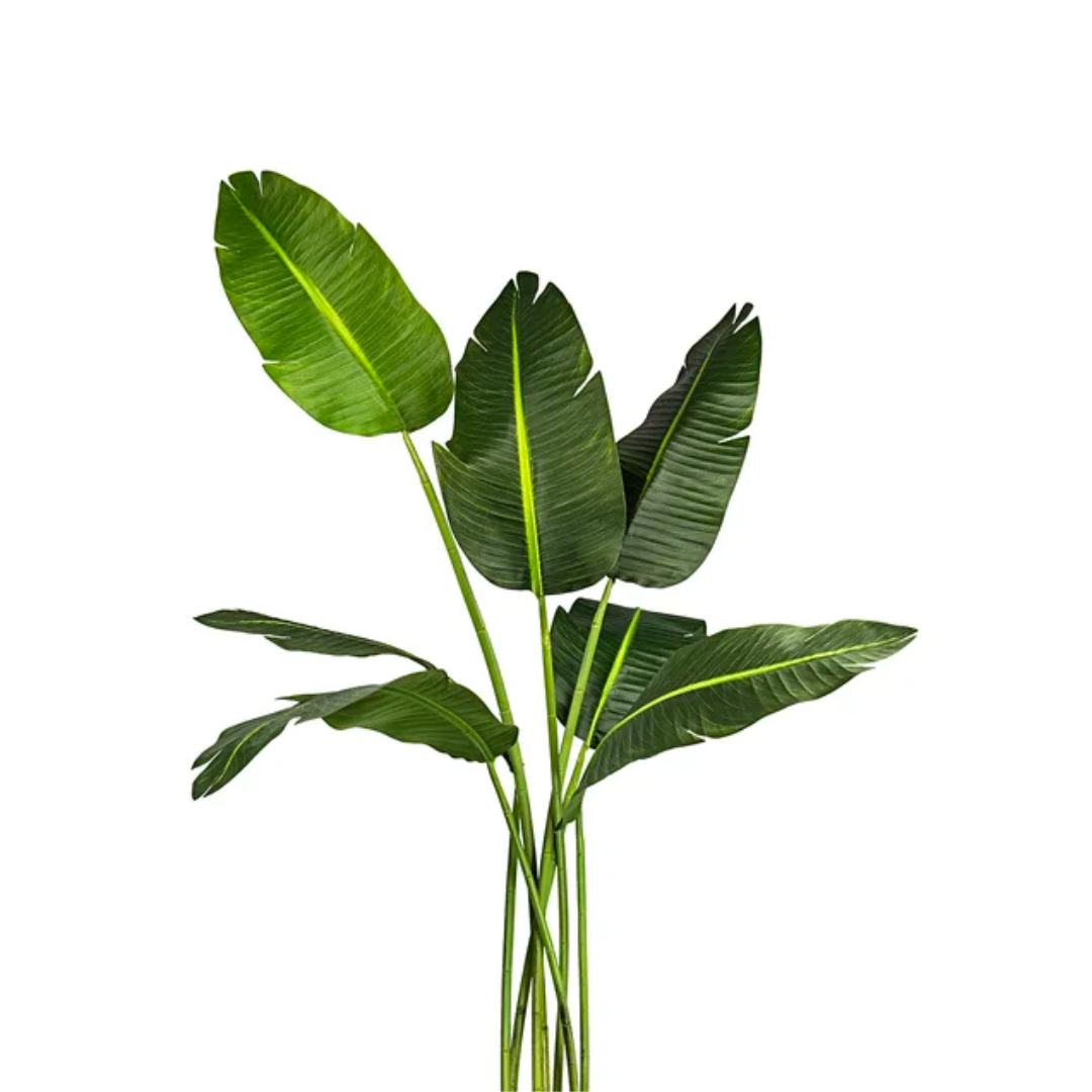 Banana leaf plant