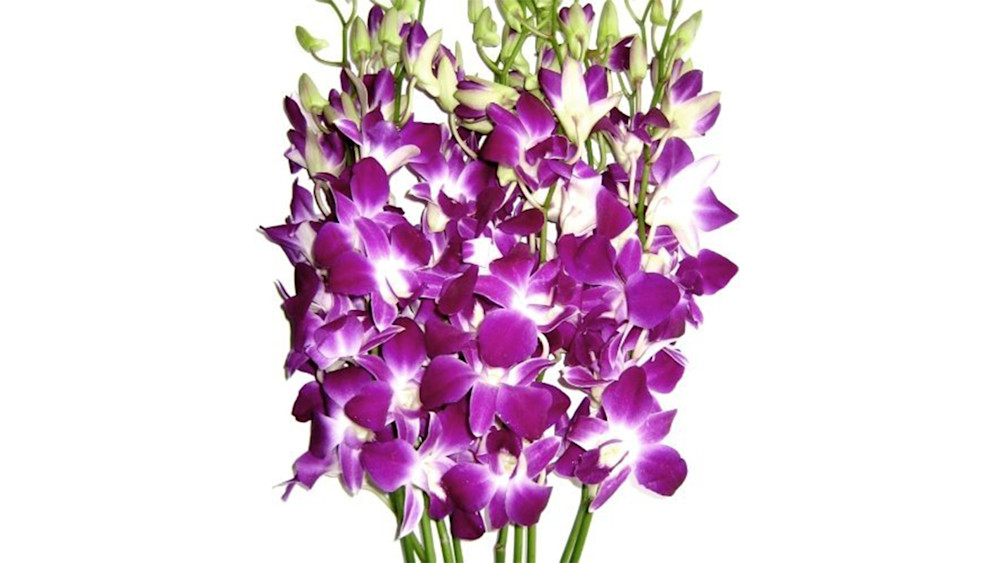 Just Orchids Purple Dendrobium Orchids Story Rain