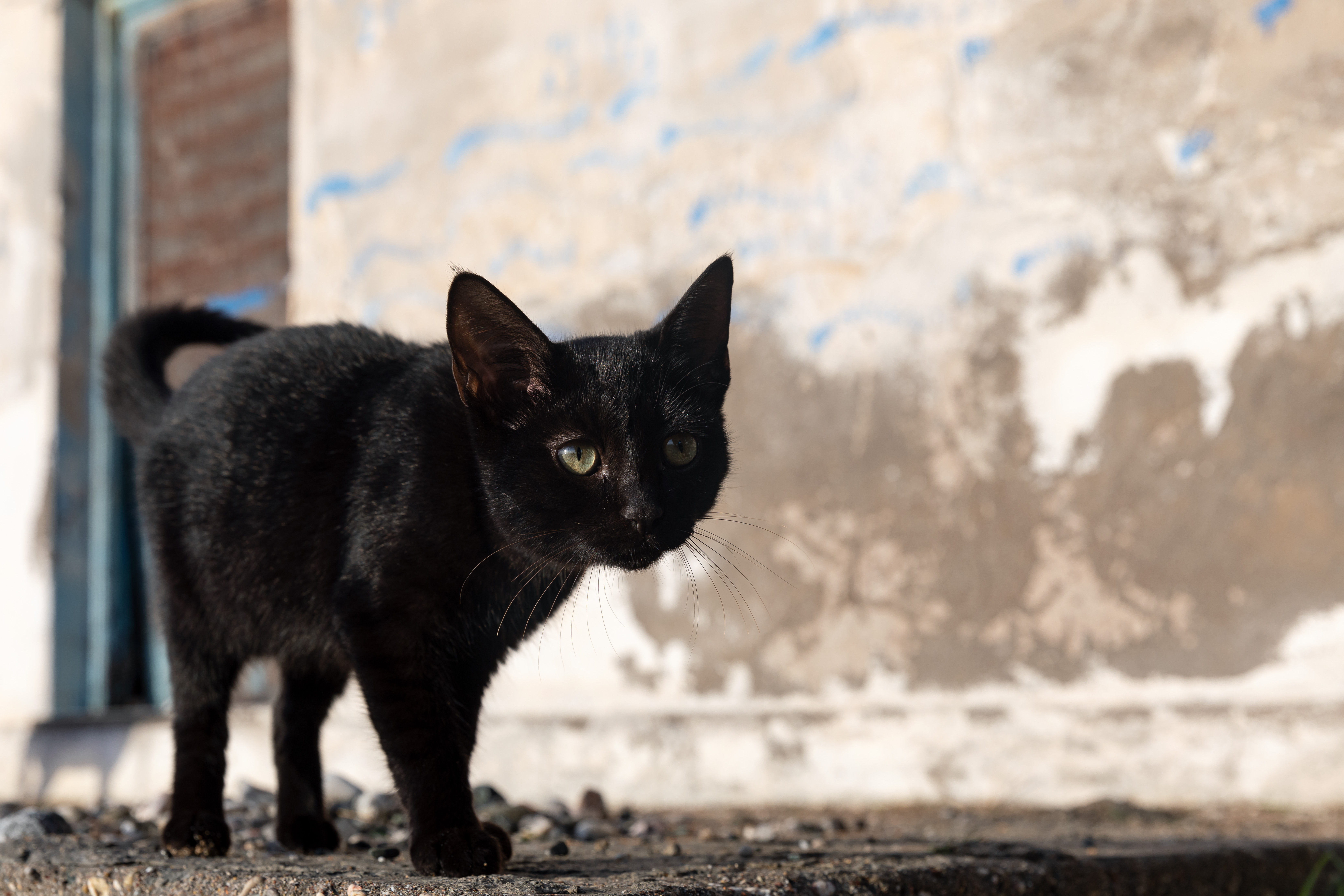 20260716_ManfredWernerTsui_BlackCat