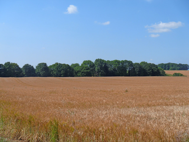 20260429_MichaelDibb_RipeGrain