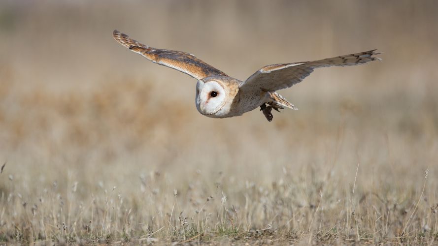 What is the meaning of an owl in the Bible?