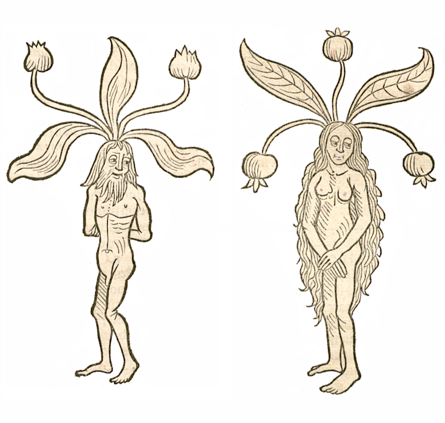 20260707_Mandrake