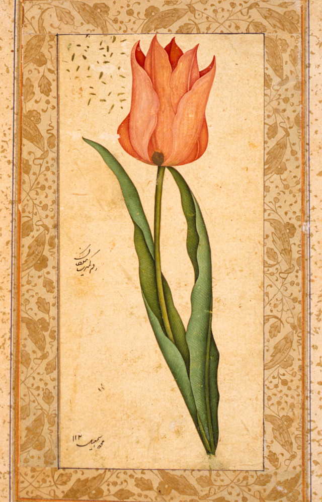 20260510_TurkishTulip