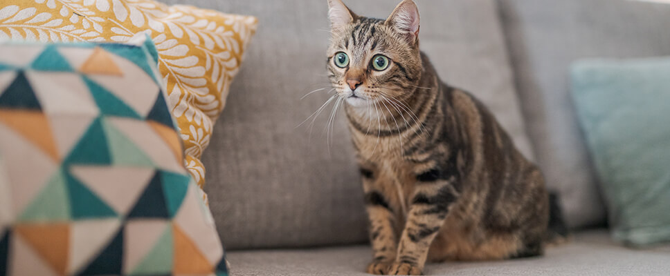 Stopping cats from outlet spraying