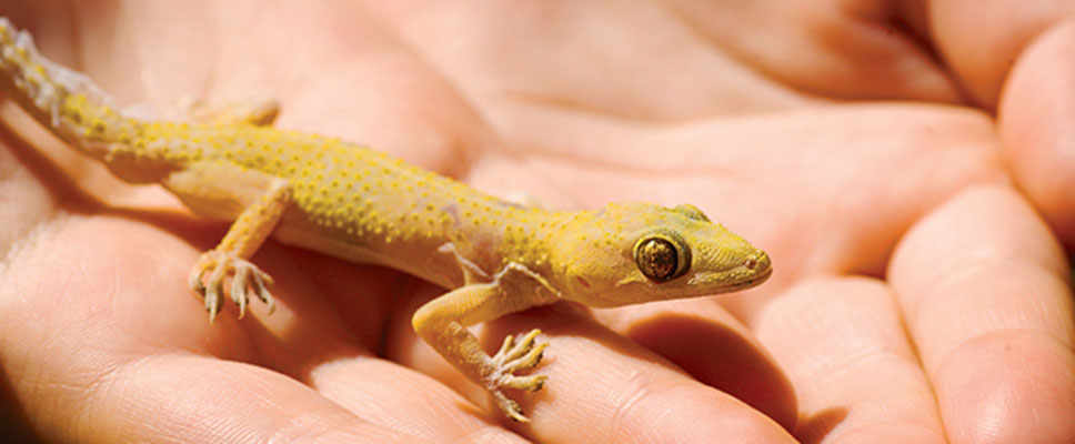 reptile safe varnish