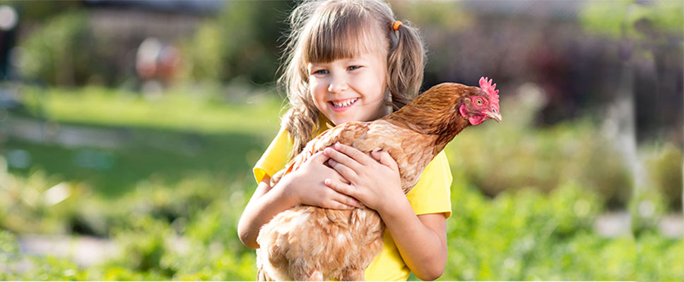 My First Chicken! | PETstock Blog | Petstock