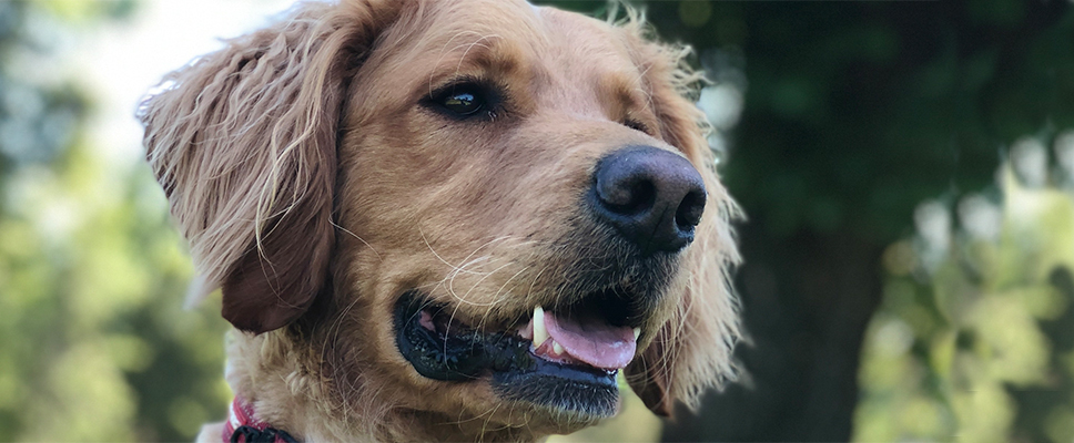 Meet Goldie, the Groodle Therapy Dog | PETstock | Petstock