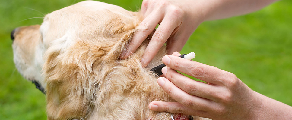 can-a-dog-recover-from-tick-paralysis-without-treatment