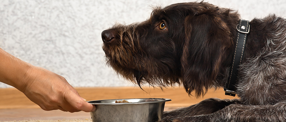 australian creations dog food