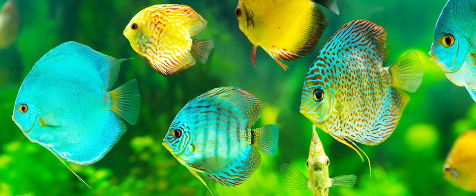 Tropical fish care clearance guides