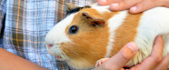 How To Care For A Guinea Pig PETstock Blog PETstock