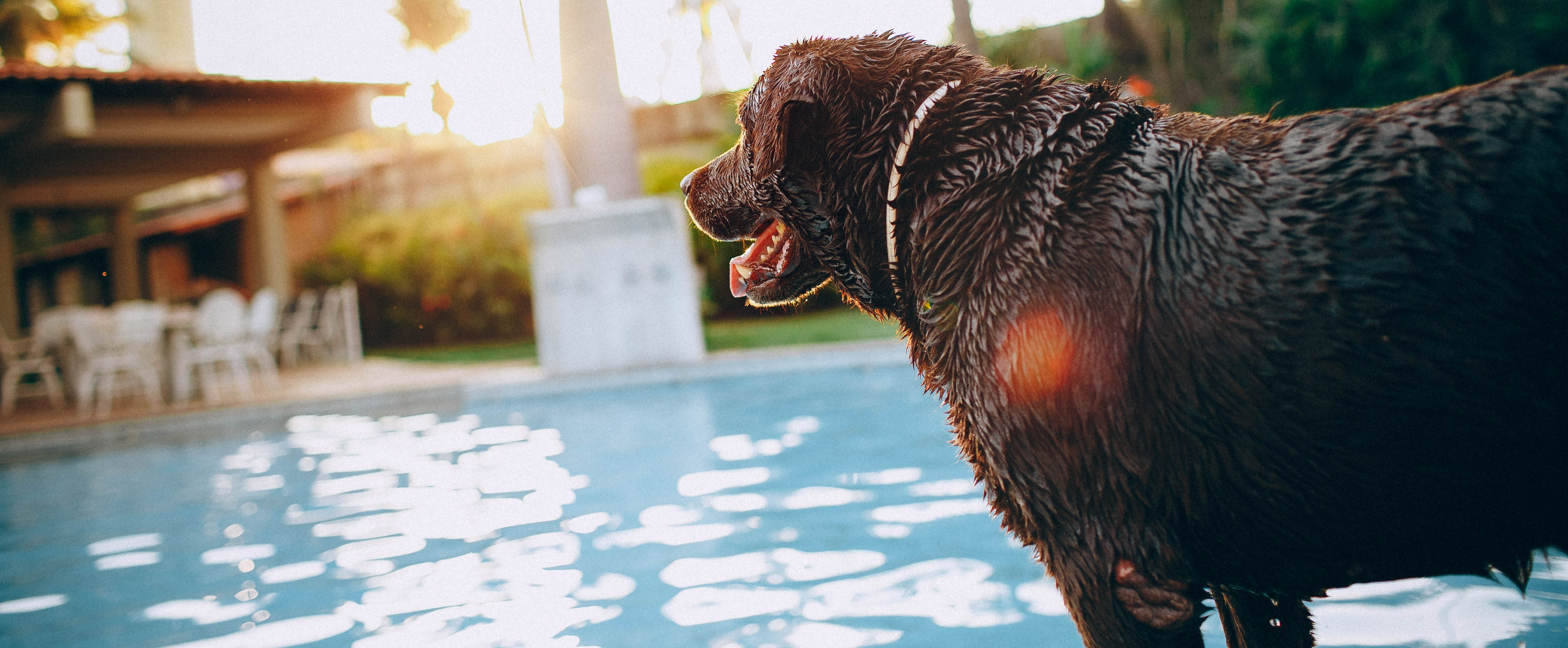 how do you treat heat stroke in puppies