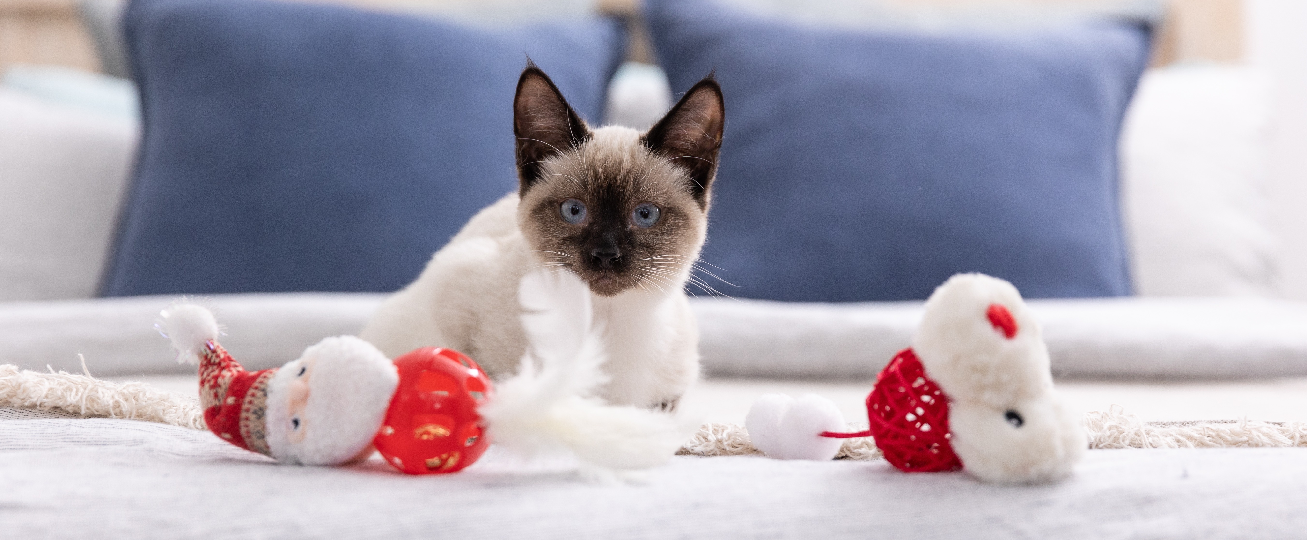 cat and dog toys for christmas