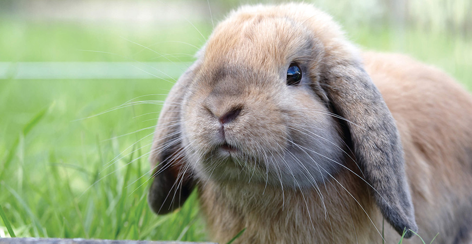 Rabbit Vaccinations, Worming & Desexing | PETstock Blog | Petstock