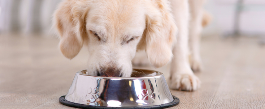 Should dogs eat grain free outlet food