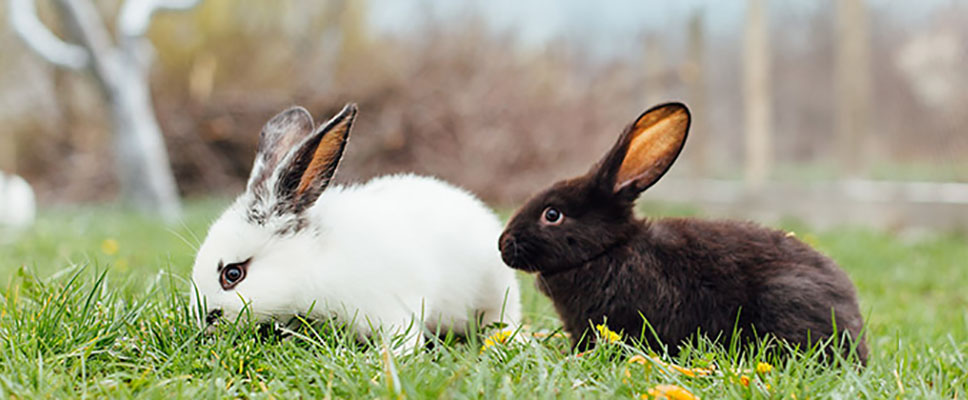 Toilet training outlet bunnies