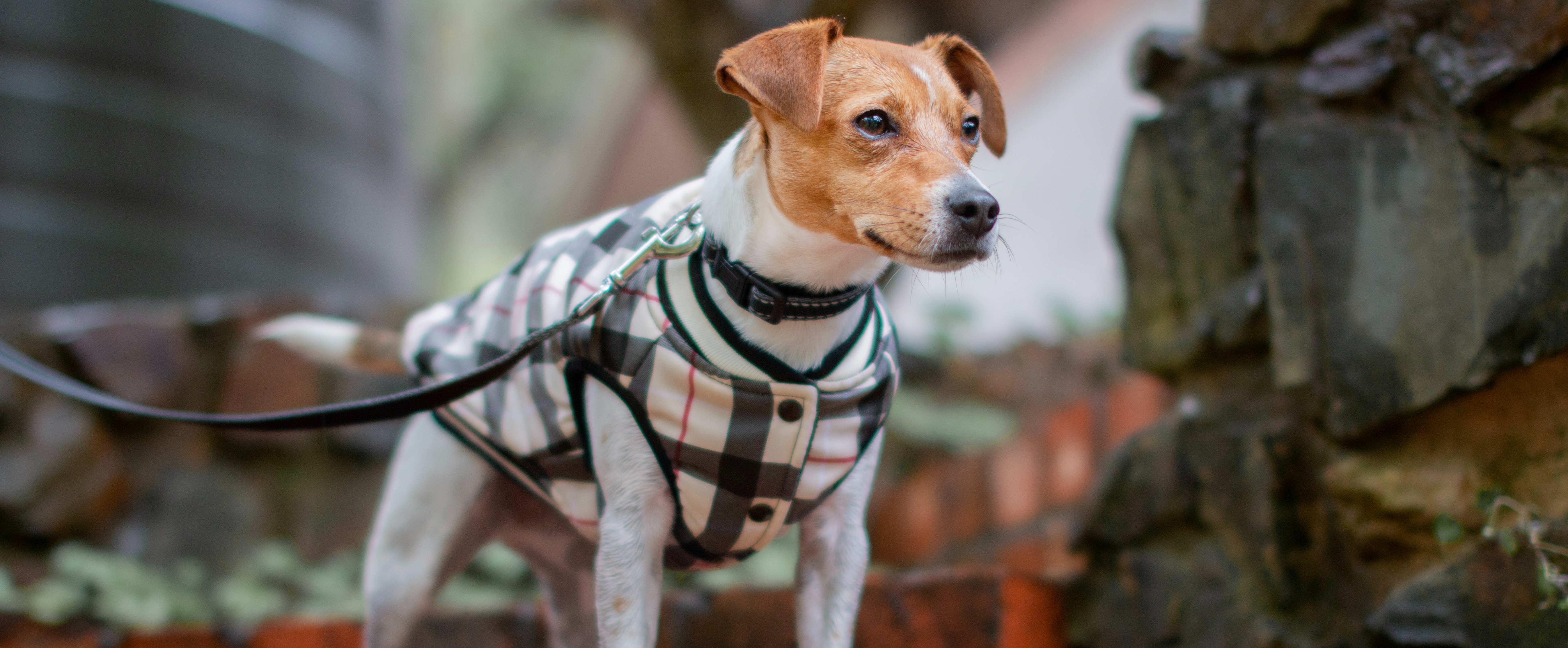 Barbour dog cheap size guide