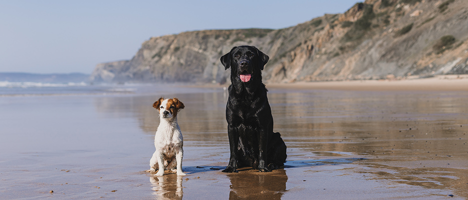 are dog beaches safe