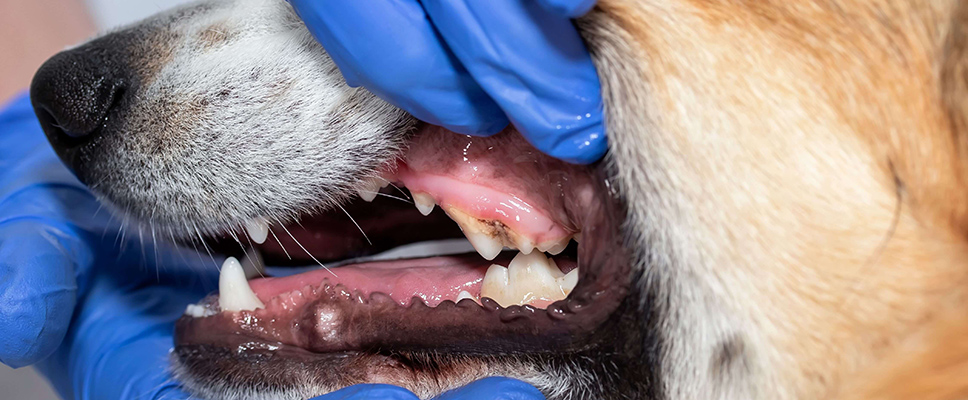 Dog teeth cleaning | How to clean dogs’ teeth | PETstock | Petstock