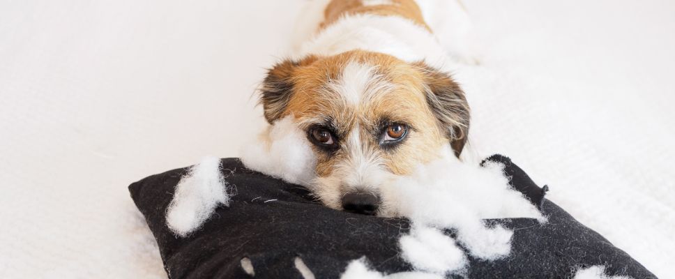 what are signs of separation anxiety in dogs