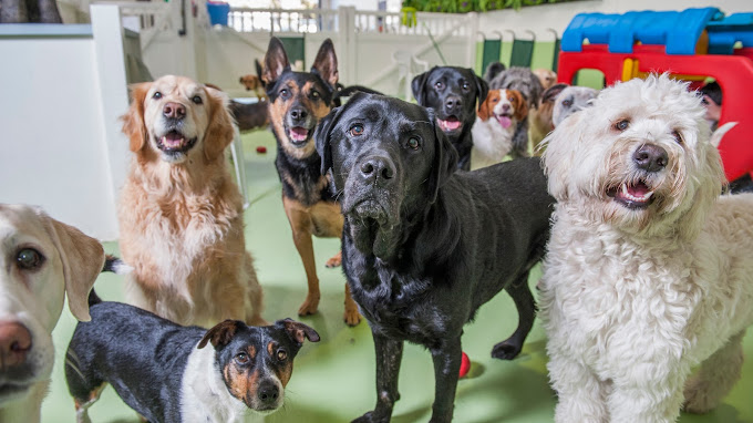 benefits-of-dog-daycare-the-ultimate-guide-to-dog-daycare-services