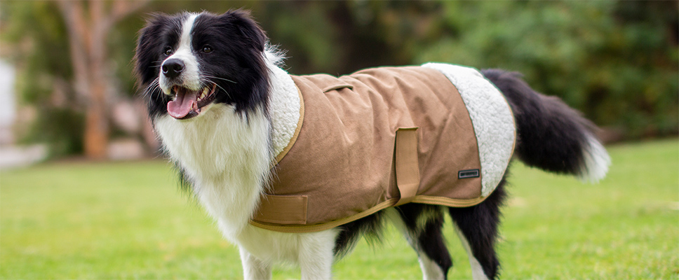 dog jacket measurements