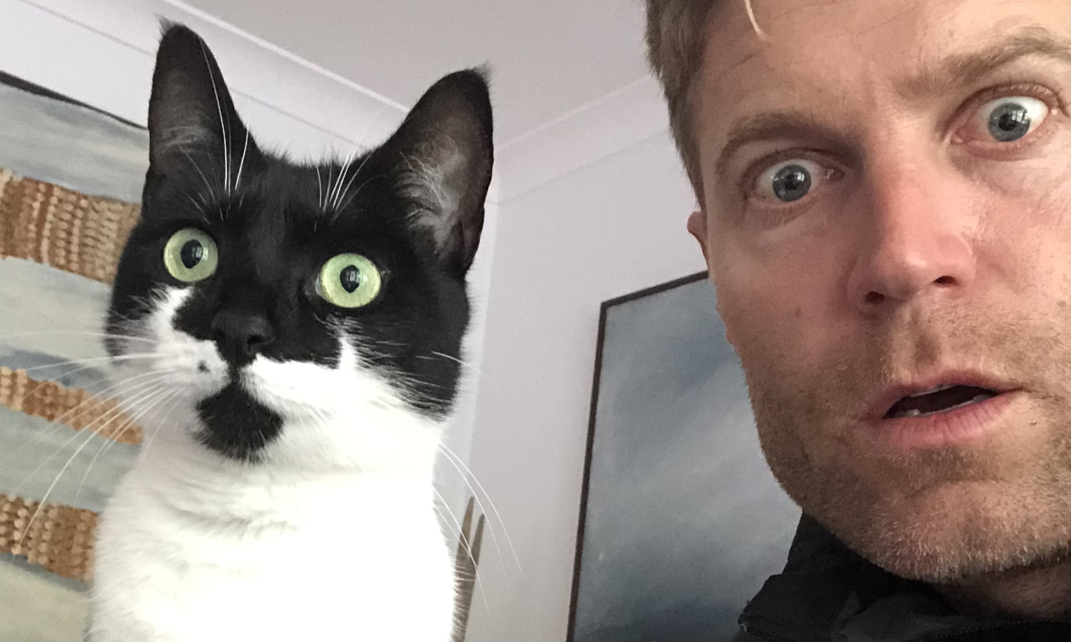 Your Cats Love Languages Explained Petstock