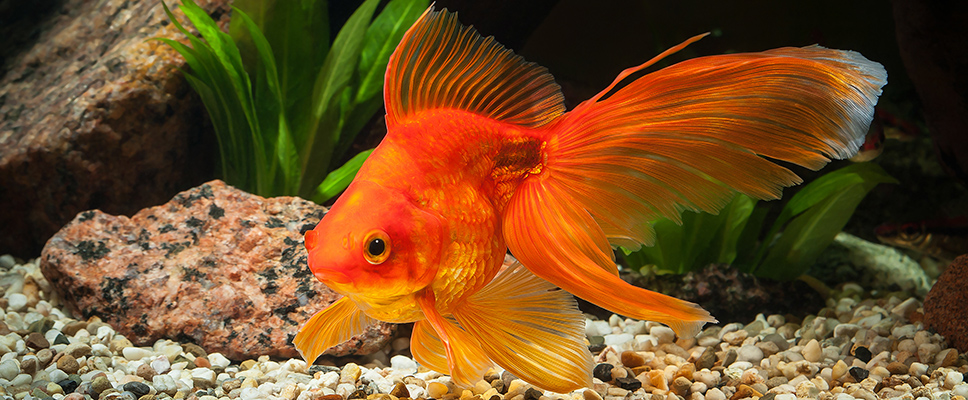 ornamental tropical fish